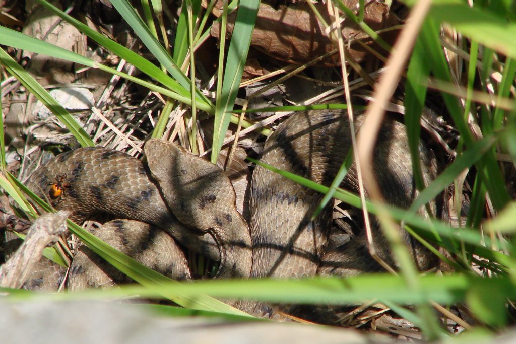 vipera